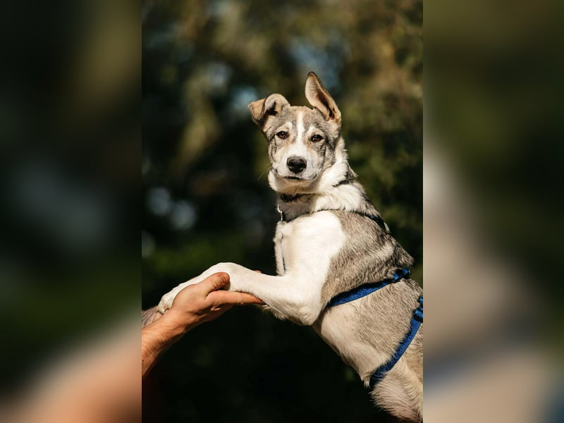 Fröhlicher Bimka sucht seine Familie