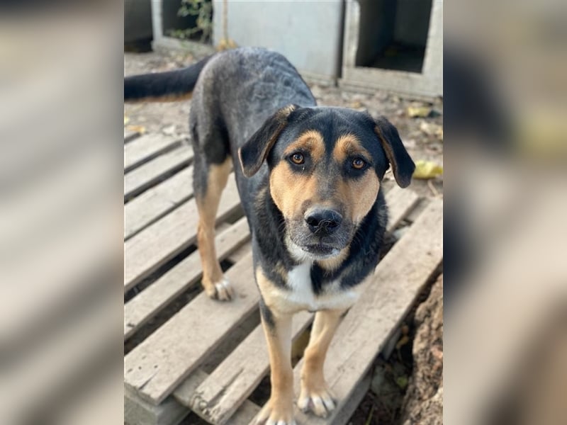 Eppo, geb. ca. 11/2022, lebt in GRIECHENLAND, im städt. Tierheim Serres