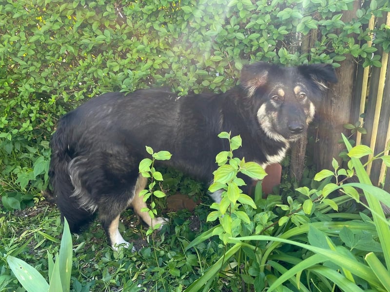 Fejella sucht ein Zuhause