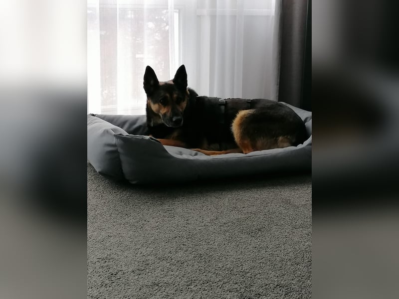 Unkomplizierte Hündin COURTNEY sucht liebevolles Zuhause