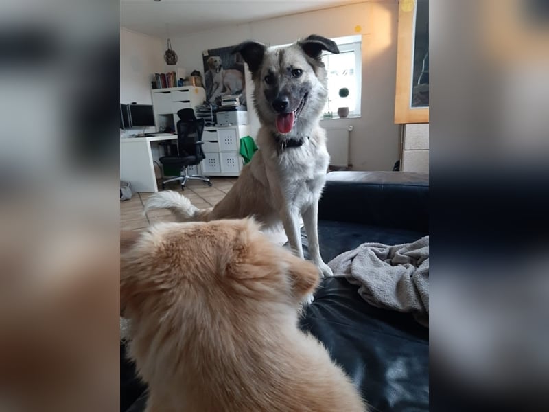 Lilly in 41334 Nettetal sucht dringend eine Pflege- oder Endstelle