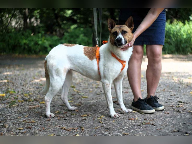 Hübsche Jenny sucht ihre Menschen