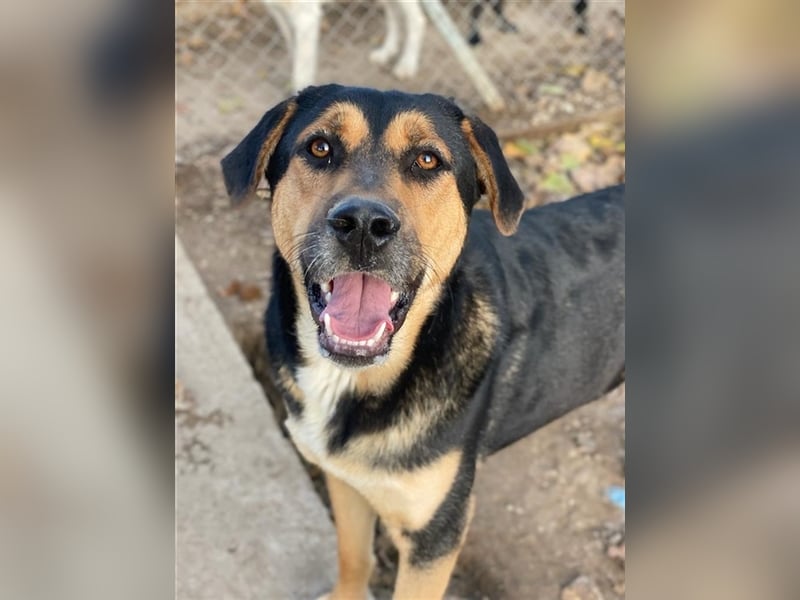 Eppo, geb. ca. 11/2022, lebt in GRIECHENLAND, im städt. Tierheim Serres