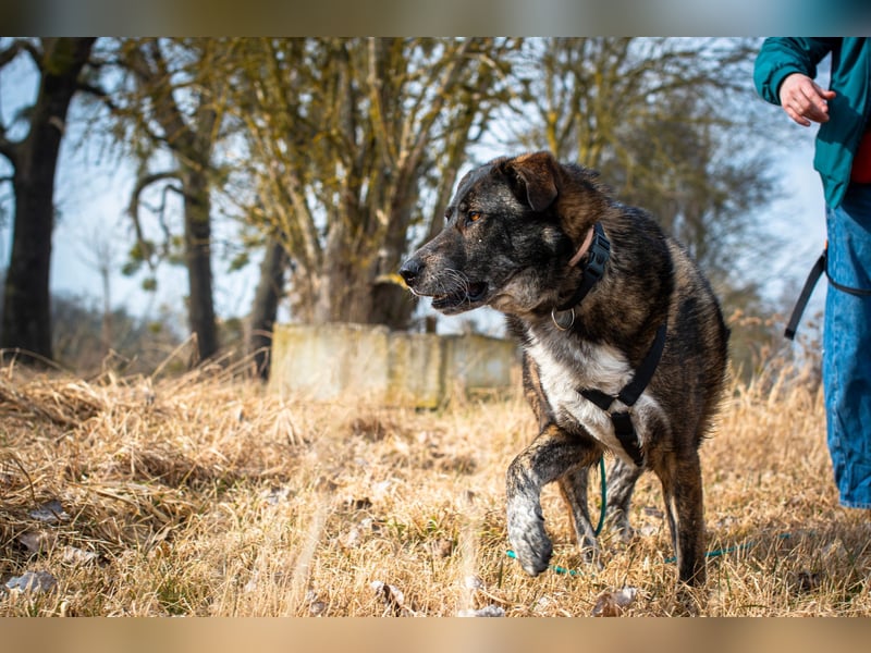 Verschmuster Rüde Rudy sucht sein Zuhause!