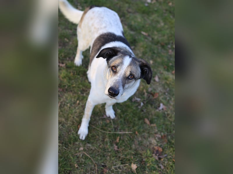 Liebevoller Hund REX sucht sein Zuhause!