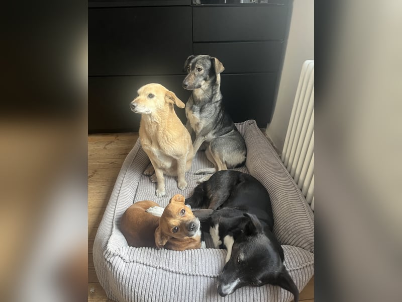 Junghund MORITZ (Tierschutzhund) sucht sein Zuhause!