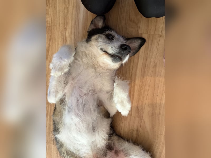 Fröhlicher und menschenfreundlicher Rüde STEVIE sucht sein Zuhause!