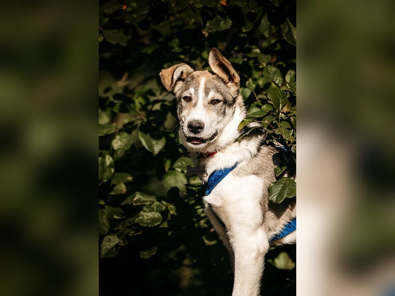 Fröhlicher Bimka sucht seine Familie