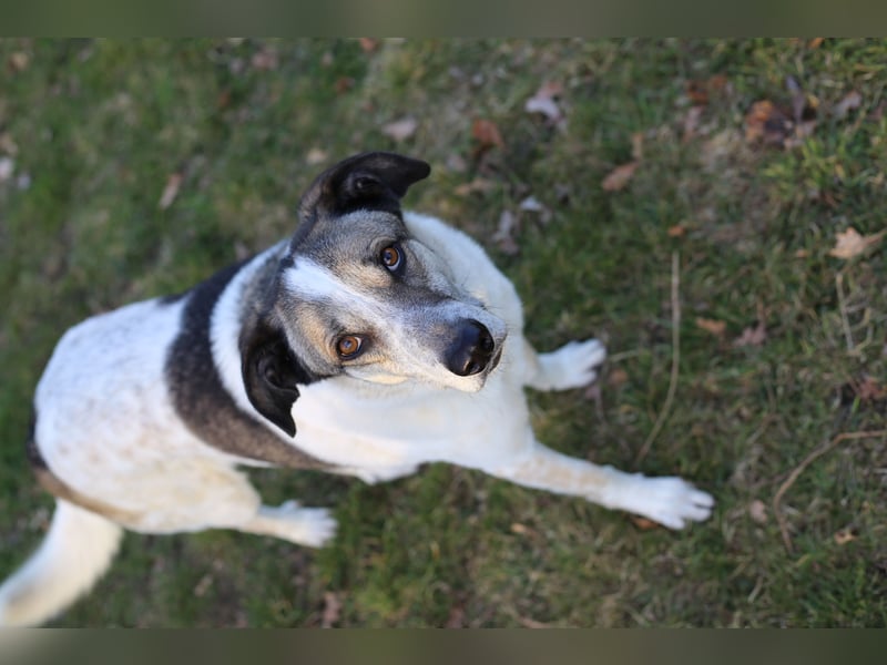 Liebevoller Hund REX sucht sein Zuhause!