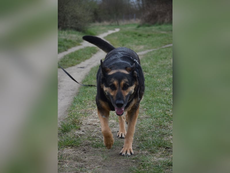 Unkomplizierte Hündin COURTNEY sucht liebevolles Zuhause