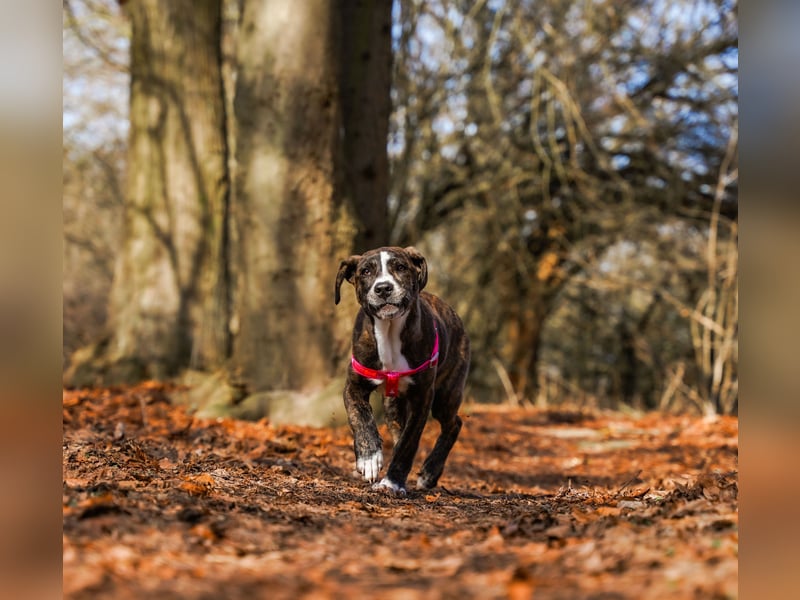 Liva in Berlin auf Pflegestelle