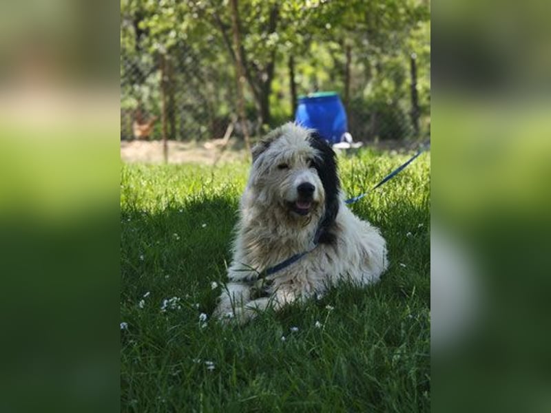 Rika - weiblich kastriert - geboren 2019