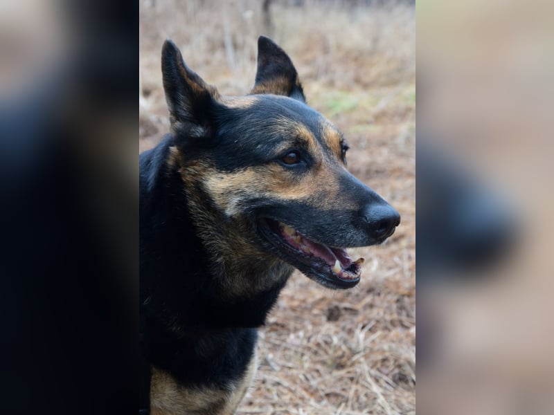 Unkomplizierte Hündin COURTNEY sucht liebevolles Zuhause