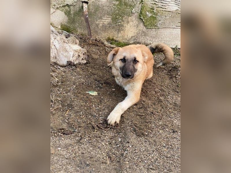 Arielle – unser fröhlich-aktives Dreibeinchen