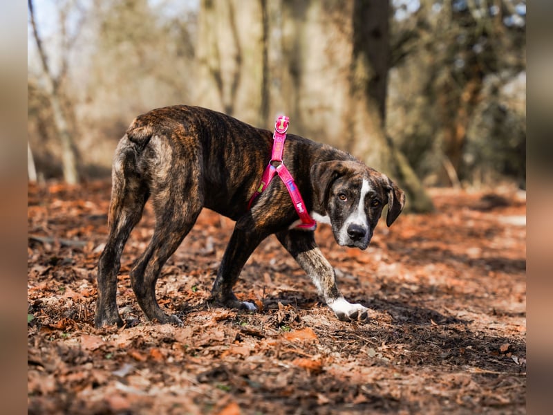 Liva in Berlin auf Pflegestelle