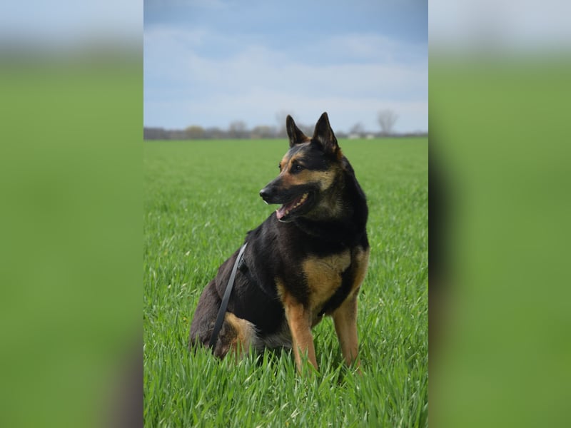 Unkomplizierte Hündin COURTNEY sucht liebevolles Zuhause