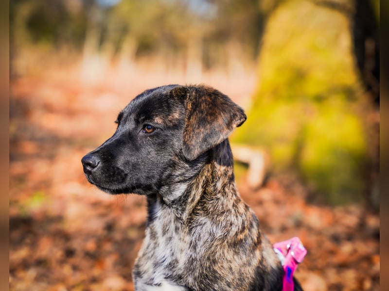 Susi in Berlin auf Pflegestelle