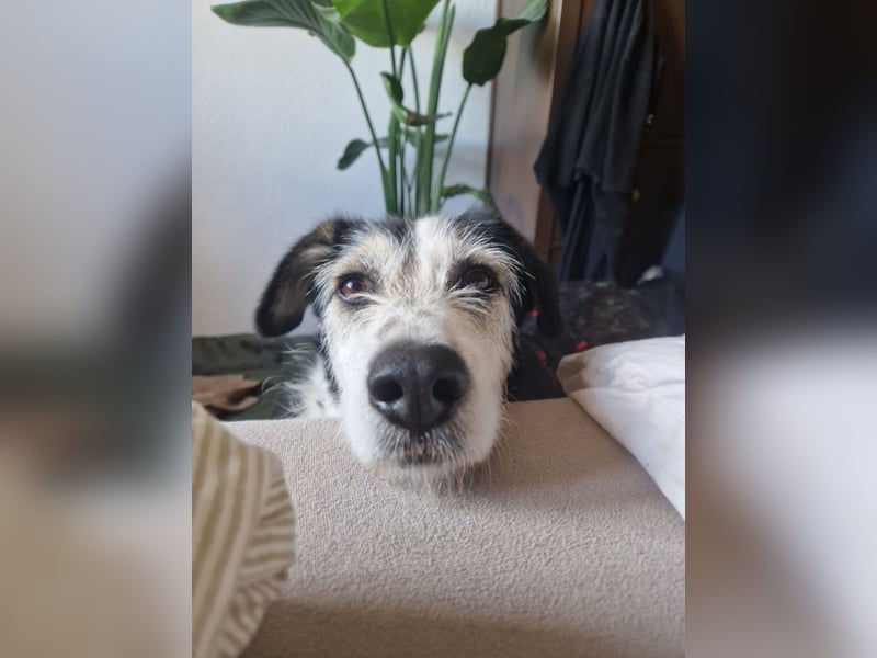 Fröhlicher und menschenfreundlicher Rüde STEVIE sucht sein Zuhause!