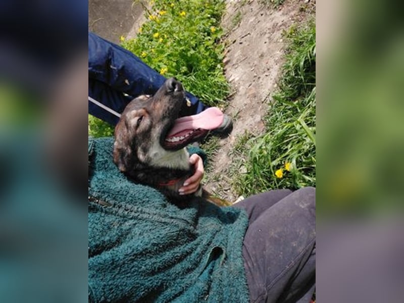 Rolf - ein stattlicher Vorzeigehund