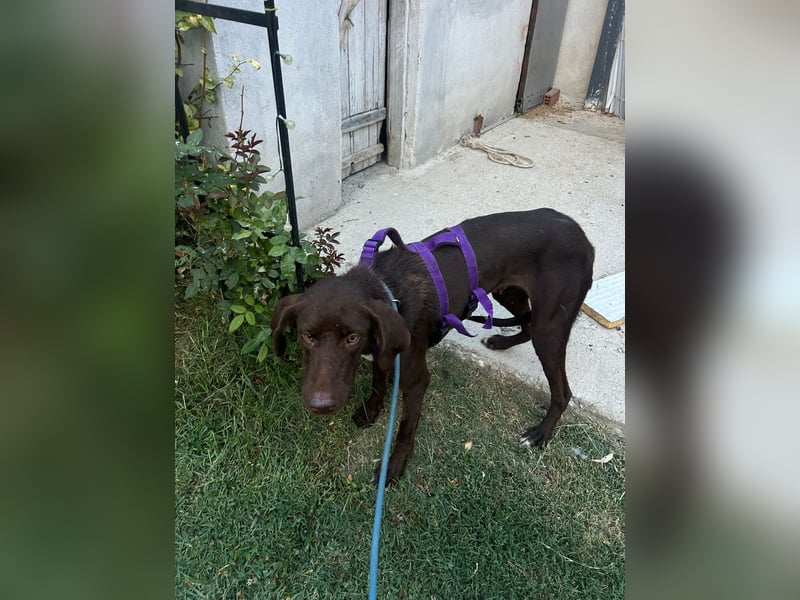 MOLLY sucht ein Zuhause