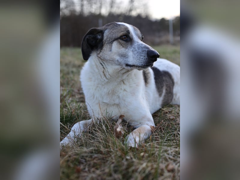 Liebevoller Hund REX sucht sein Zuhause!