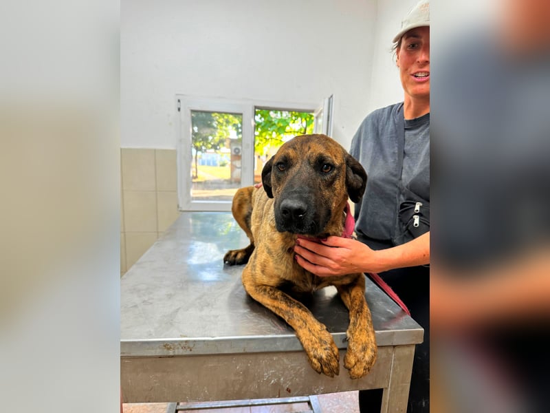 Aufgeweckter super lieber Bruno!