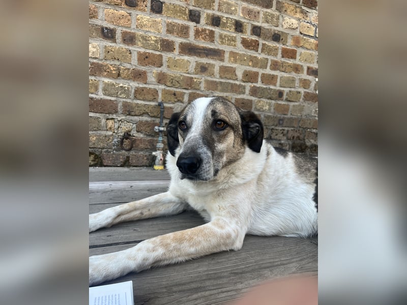 Liebevoller Hund REX sucht sein Zuhause!