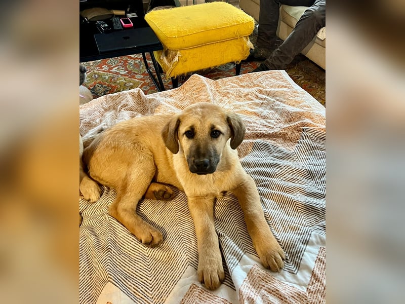 Emio in Berlin auf Pflegestelle