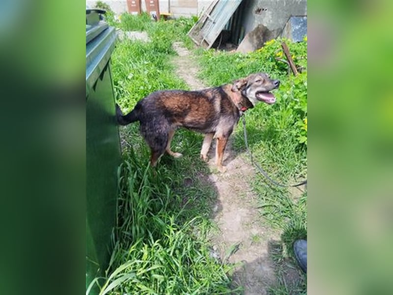 Rolf - ein stattlicher Vorzeigehund