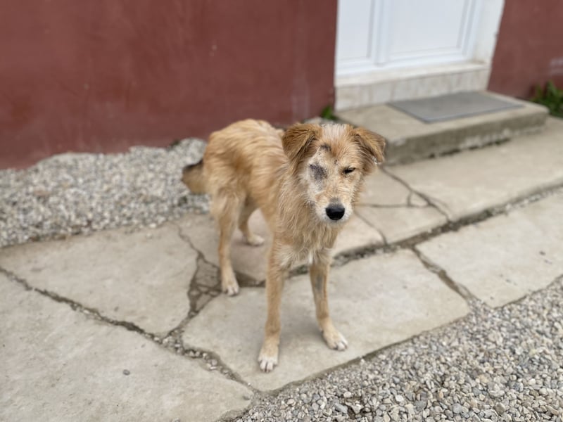 TUULI sucht ein zu Hause