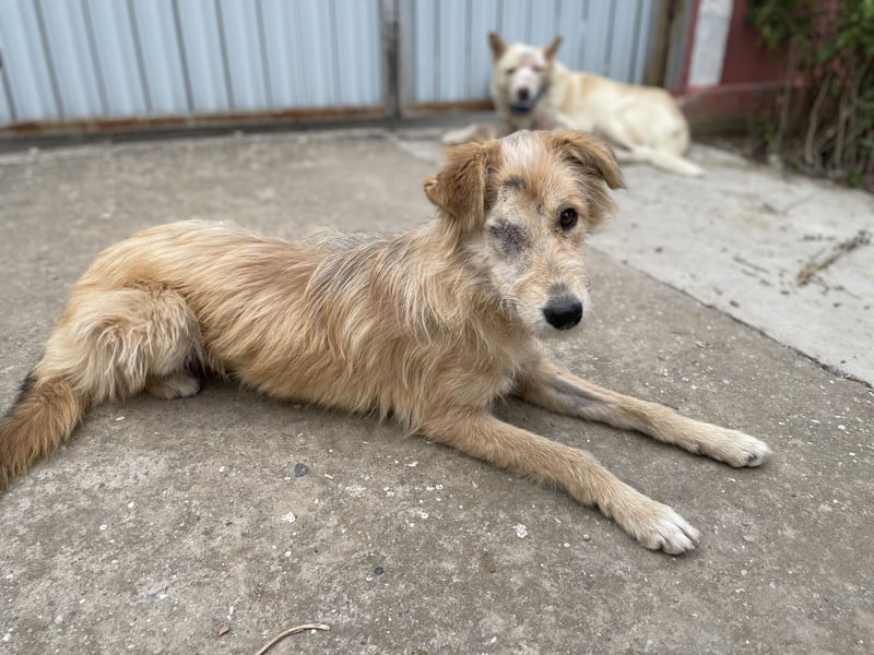 TUULI sucht ein zu Hause