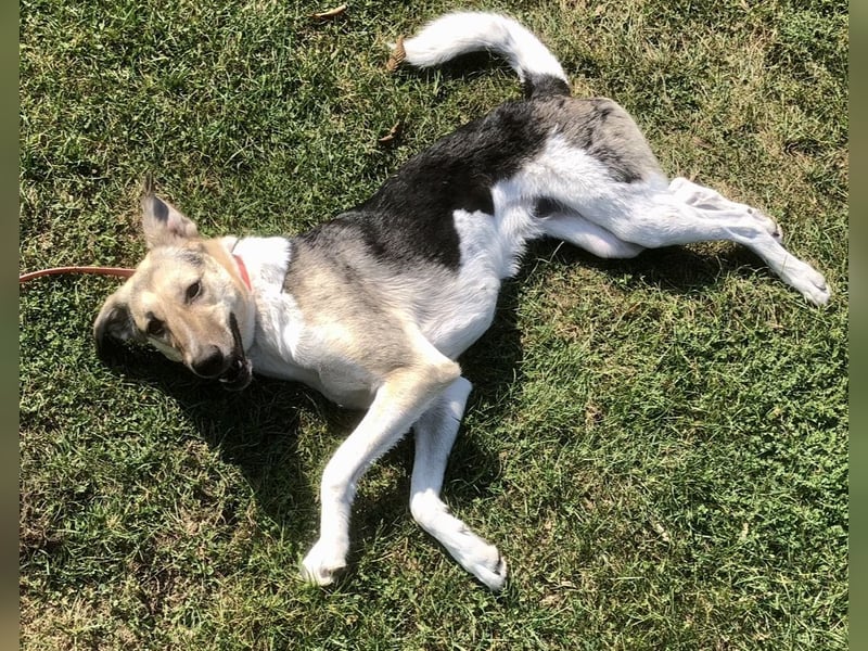 New Home for Luffy FOR FREE