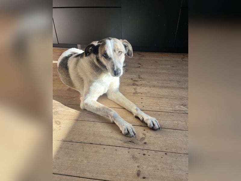 Liebevoller Hund REX sucht sein Zuhause!