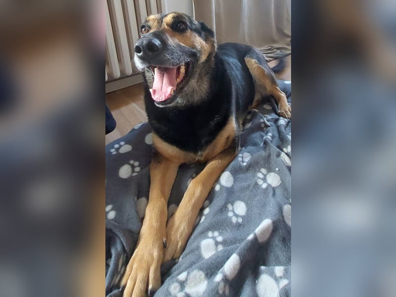 Unkomplizierte Hündin COURTNEY sucht liebevolles Zuhause