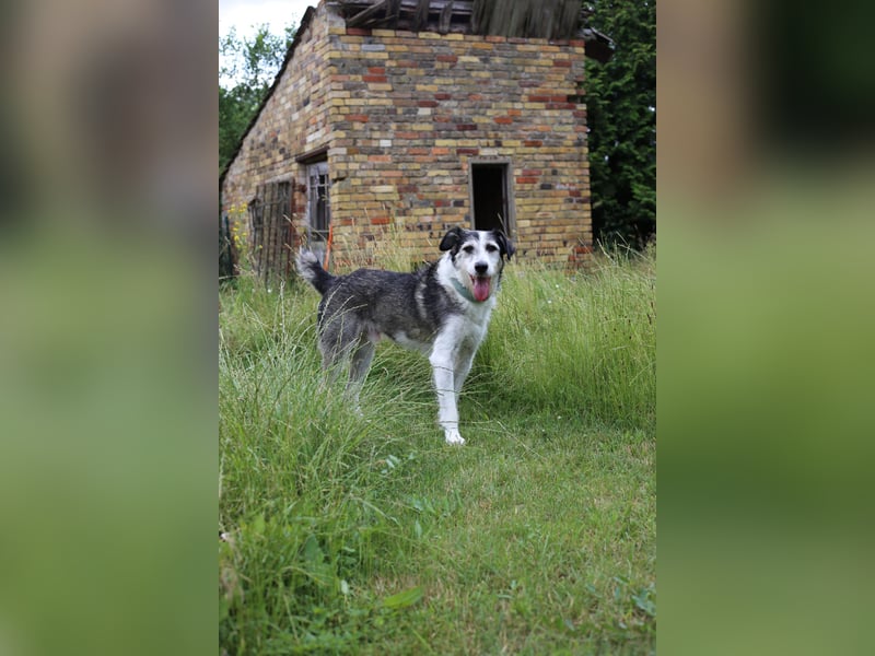 Fröhlicher und menschenfreundlicher Rüde STEVIE sucht sein Zuhause!
