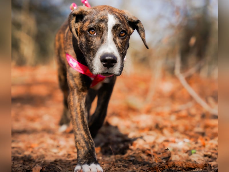 Liva in Berlin auf Pflegestelle