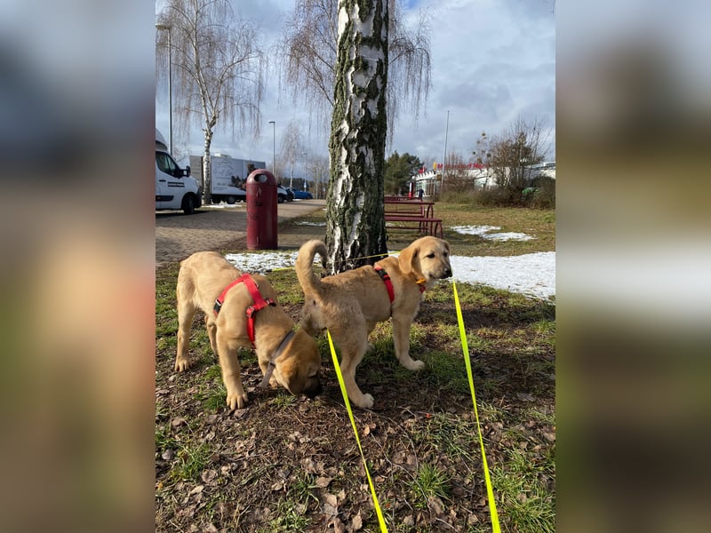 Emio in Berlin auf Pflegestelle