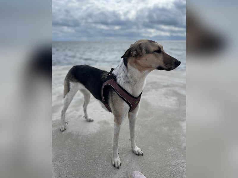 New Home for Luffy FOR FREE