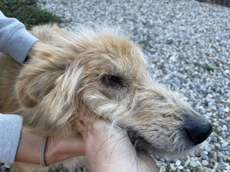 TUULI sucht ein zu Hause