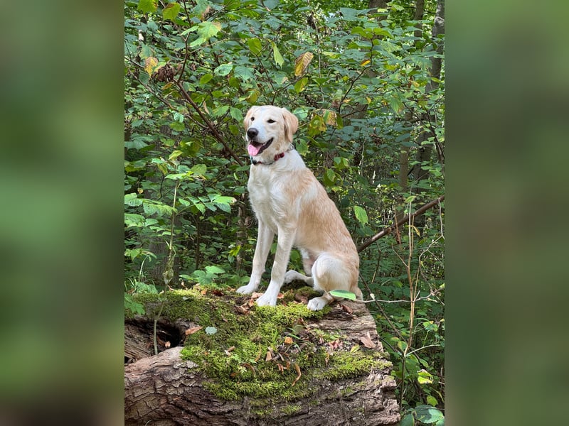 Toni sucht ein neues Zuhause - sensibler Herzenshund mit großem Potenzial