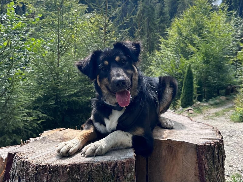 Nala sucht ein Zuhause