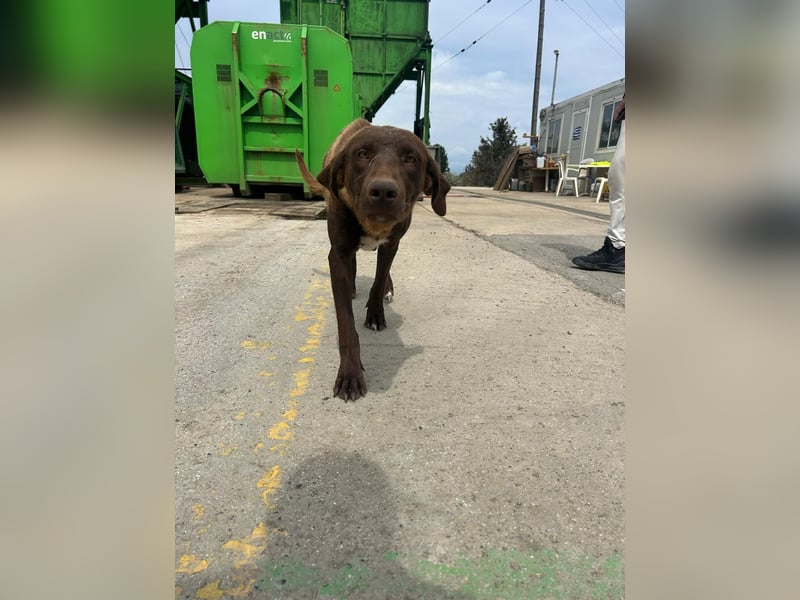 MOLLY sucht ein Zuhause