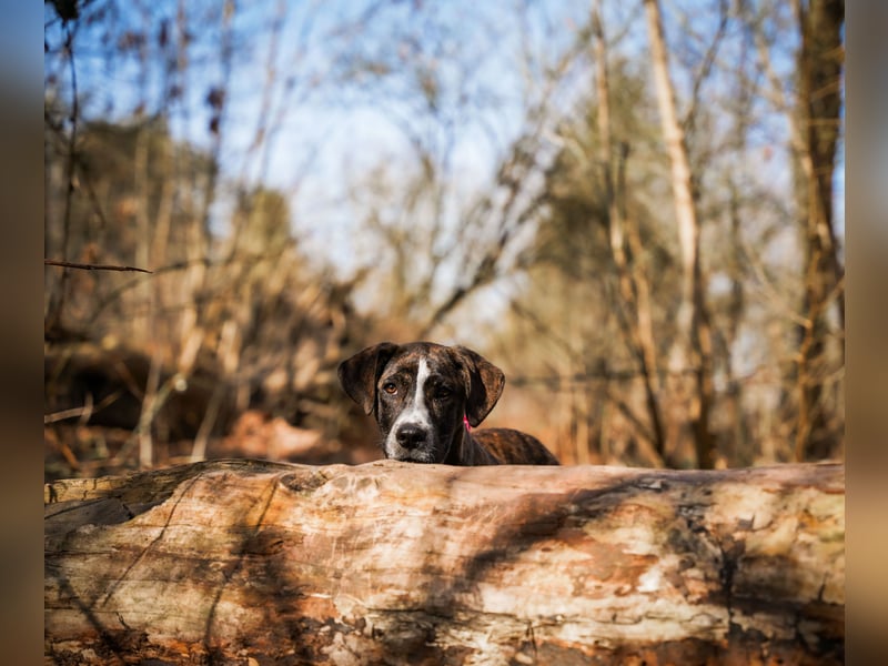 Liva in Berlin auf Pflegestelle