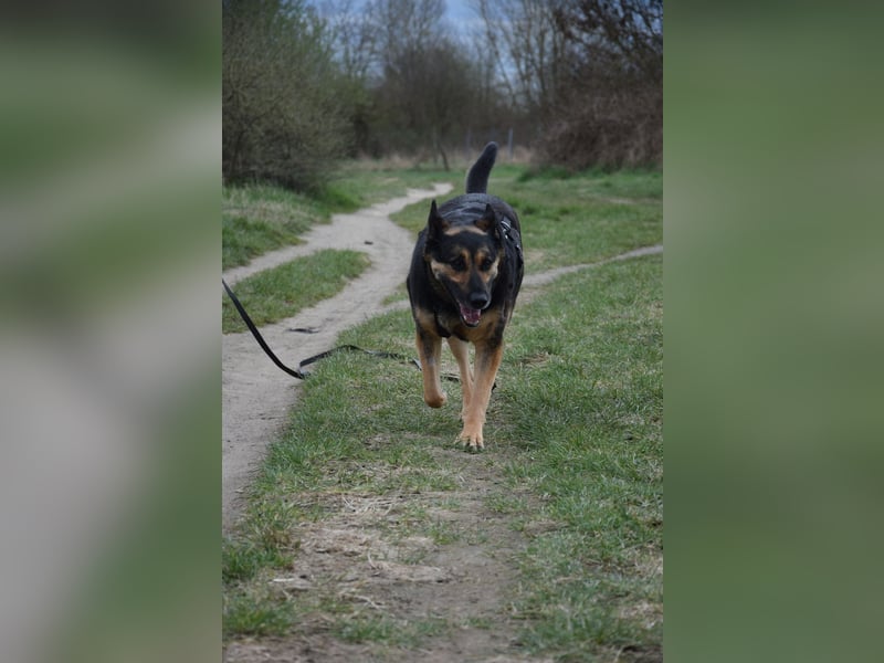 Unkomplizierte Hündin COURTNEY sucht liebevolles Zuhause