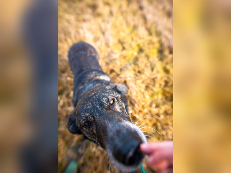 Verschmuster Rüde Rudy sucht sein Zuhause!