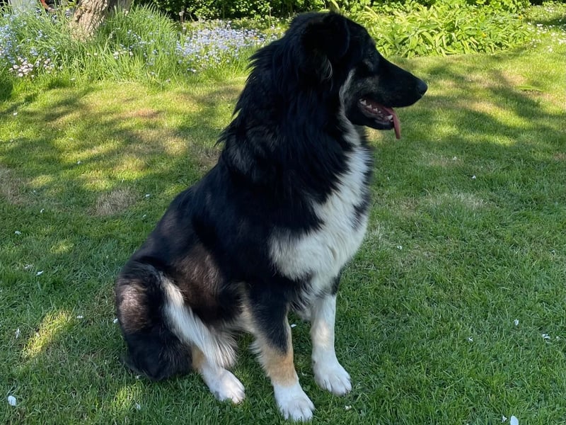 Fejella sucht ein Zuhause