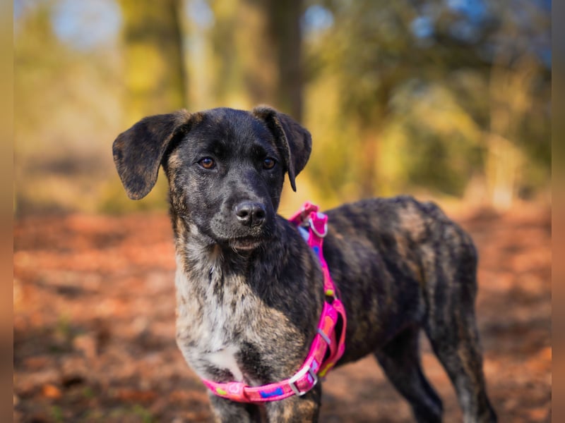 Susi in Berlin auf Pflegestelle
