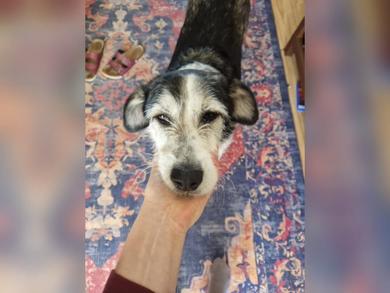 Fröhlicher und menschenfreundlicher Rüde STEVIE sucht sein Zuhause!