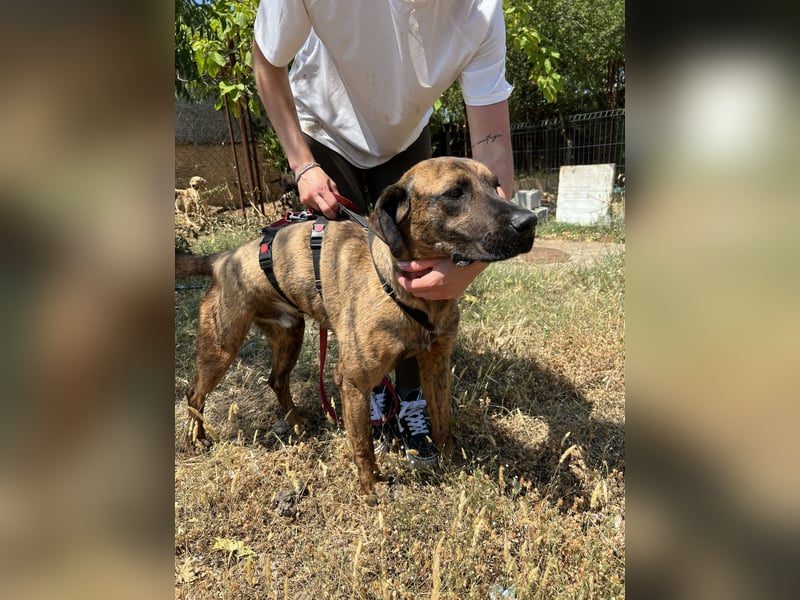 Aufgeweckter super lieber Bruno!