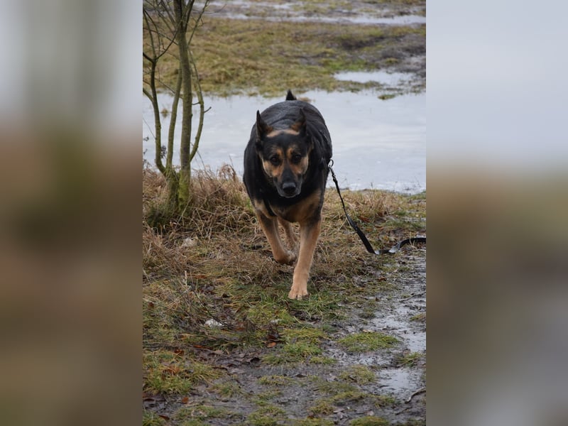 Unkomplizierte Hündin COURTNEY sucht liebevolles Zuhause